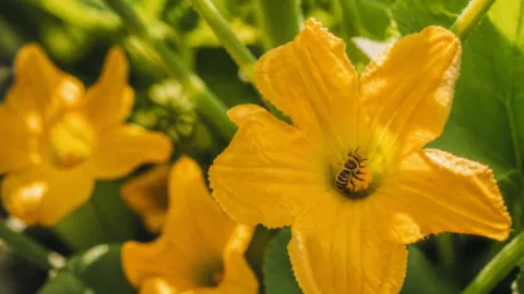 Abelha polinizando uma flor em horta doméstica