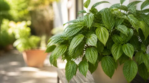 Planta saudável com muitas folhas, mas sem flores, em um vaso iluminado pelo sol