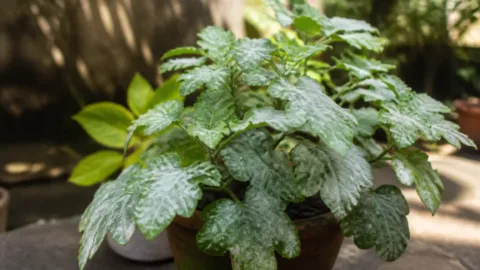 Folhas de planta com sinais de oídio