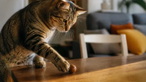 Gato tocando um objeto na borda da mesa com a pata