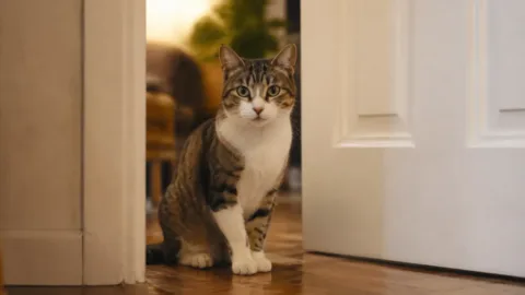 Gato sentado do lado de fora de uma porta entreaberta