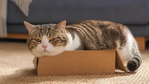 Gato confortável dentro de uma caixa de papelão pequena