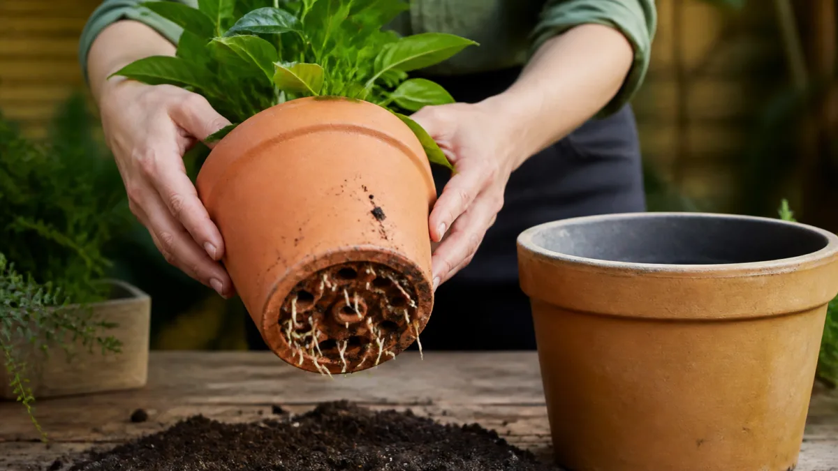 Raízes de planta saindo pelos furos de drenagem do vaso