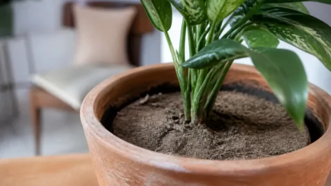 Terra seca afastada das bordas de um vaso de planta